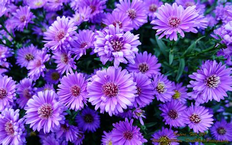 Purple Flowers .
